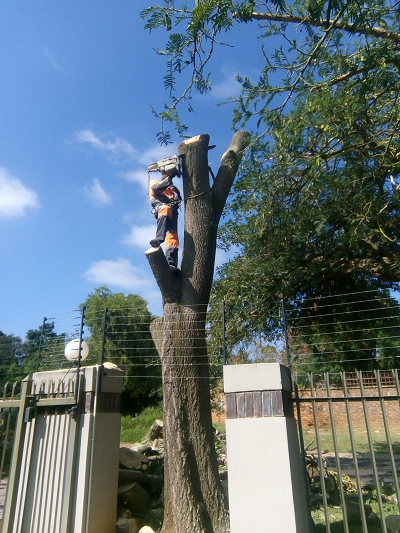 Tree Felling Group Pretoria